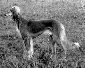 Galahad