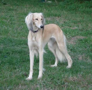 Maggie