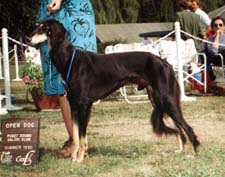 Ch. Timaru Napoeon
