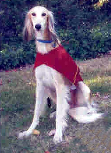 Orion the mascot