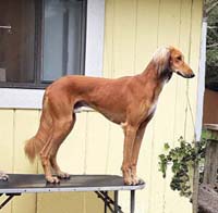 Barrat on table