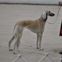 Penelope 15m