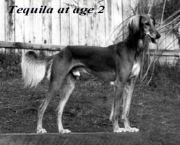 Tequila2