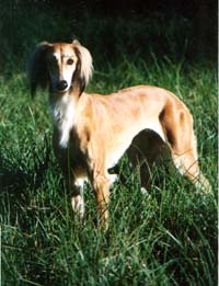 Tuaca