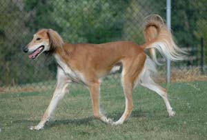 Viggo trotting3