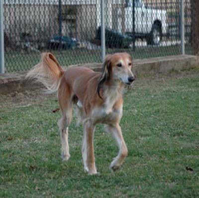 Viggo trot