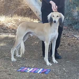 Zeus
