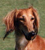 Cinzano
              head shot