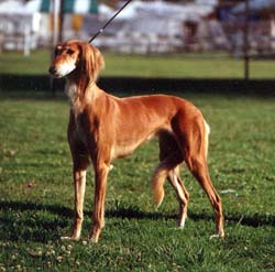 Ch. Timaru
              Cinzano