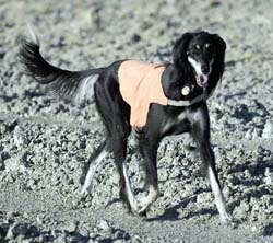 Raven trot